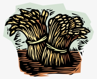 Vector Illustration Of Wheat Sheaves Sheaf Bundles - Illustration
