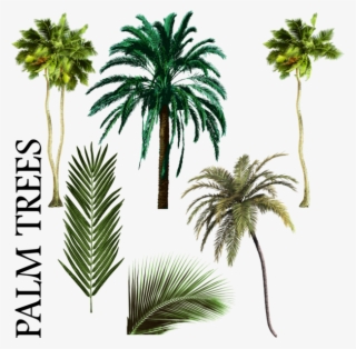 Palm Tree Vector Png Palmiye Ağacı Karışımı Psd, Vektör - Free Palm Tree Psd