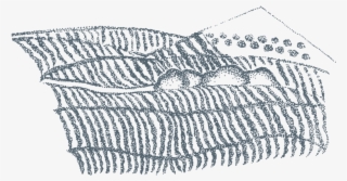 Vineyard Illustration Aw-01 - Sketch