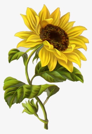 Publicado Por Mari Cruz Vg En - Sunflower Illustration