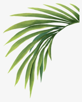 The Coachella Valley Music & Arts Festival Is Committed - Yew Family