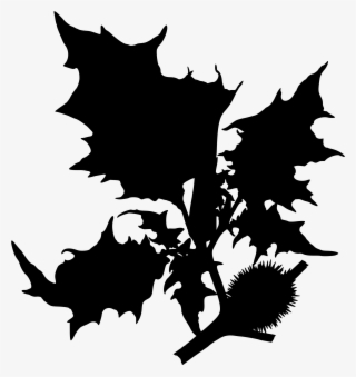 Big Image - Datura Stramonium
