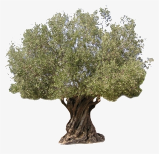 Logo - Olive Trees Usa