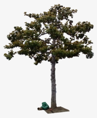 Street Tree Magnolia Grandiflora - Plane-tree Family