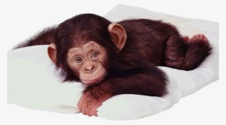 Baby Chimp - Real Baby Monkey Png