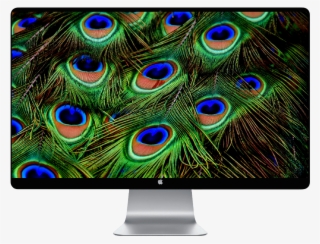 Score 50% - Peacock Feather