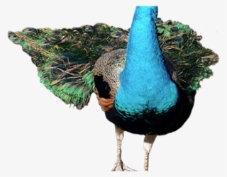 Peafowl Clipart Single Peacock Feather - Peafowl