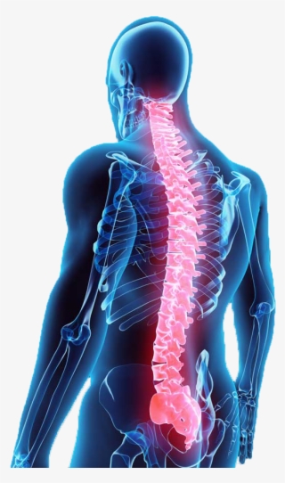 Illustration Of Back With Spine Shown In Red - Spine Surgery Cost Banner