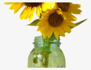 Drawn Mason Jar Sunflower Png - Sunflower In Mason Jar Png