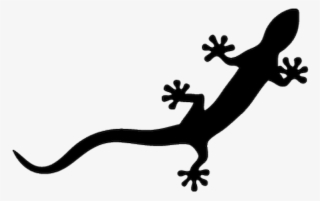 Audi 30 Ans Quattro 2 - Audi Gecko