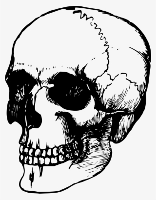 Full Size Of Easy To Draw Skulls Step By Skull Face - Transparent Dead Skeleton