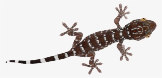 Report Abuse - Turkish Gecko