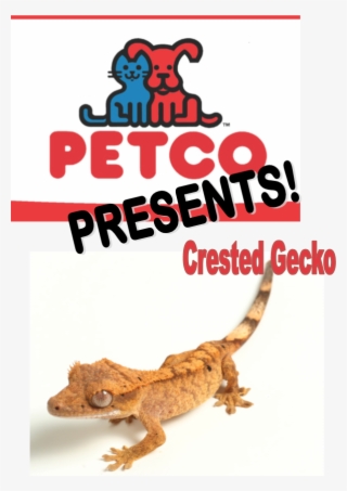 Crested Gecko - Petco