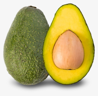 Fuerte - Avocado