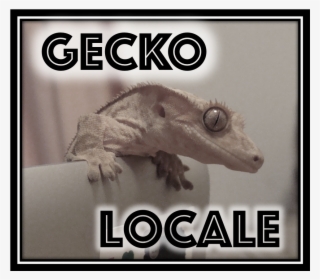 About Gecko Locale - Fotobudka