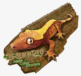 Health, Colour, Structure - Gecko