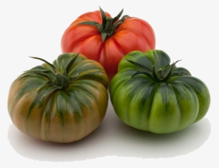 Tomate Marmande - Maremagno F1
