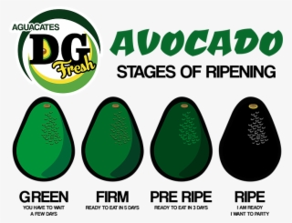 Stages Of Ripening // Etapa De Maduración