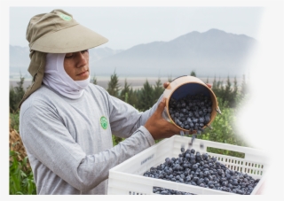 Our Story - Bilberry