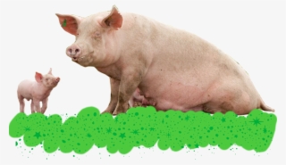 366 0448 F - Domestic Pig