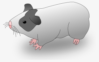 This Free Icons Png Design Of Cavia