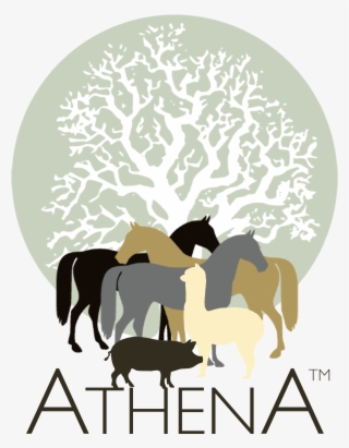 Athena Herd An International Learning And Development - Cartar De Um Jardineiro