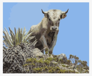 This Free Icons Png Design Of Charolais Cattle, Sierra