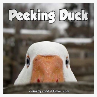 A Duck Peeking Over Something - Goose