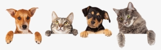 Best Pets Veterinary Hospital Is Your Veterinarian - Cats And Dogs Hanging