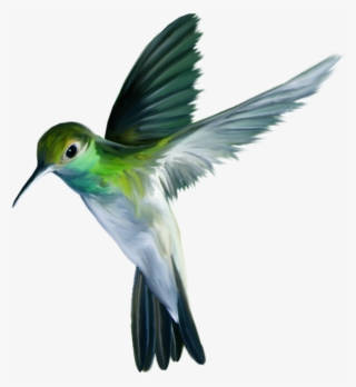 Hummingbird Wallpaper I Phone