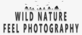 Logo Wild Nature Feel Slogan - Calligraphy