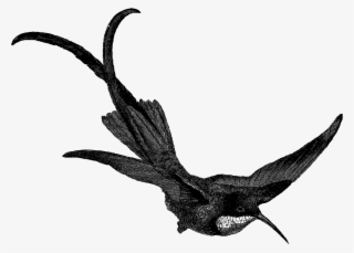 Topaz Hummingbird Male Png - European Swallow