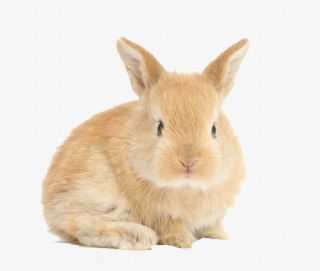 Rabbits With A White Background