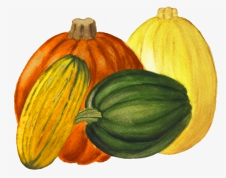 Winter Squash - Pumpkin