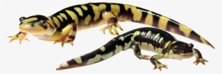 Multiscale Dynamics Of Hybridization Between A Threatened - Chinese Warty Newt