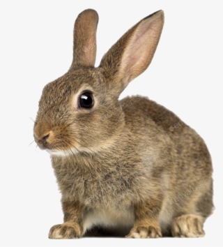 Oryctolagus Cuniculus