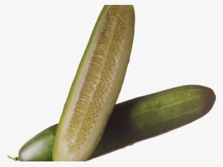 Zucchini Clipart Pipino - Salatalık Png
