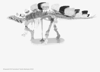 Stegosaurus Skeleton