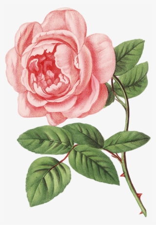 Botanical Photography Illustration Painting Drawing - Fragrances Spring