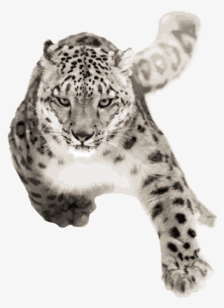 Snow Leopard Running Towards The Screen - African Leopard