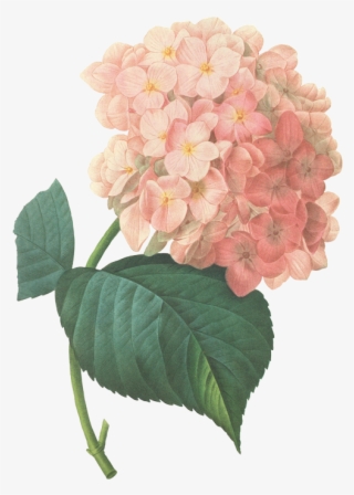 Buttercups Floral Design Provides Flowers And Decor - Hydrangea Flower Prints