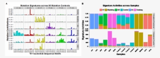 Mutation Signature Discovery By Bayesnmf For 14 Wes - Mutational Pattern R