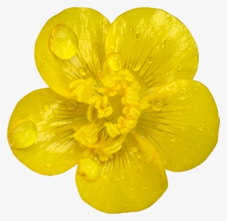 34 Photo Fleurs Deto - Buttercup