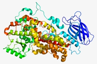 Protein Alox12 Pdb 2abu - 12 Lipoxygenase