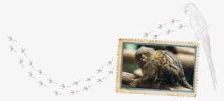 Macaque