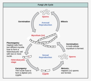 The Asexual And Sexual Stages Of Reproduction Of Fungi - Do Fungi Reproduce Asexually