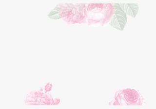 Alexandra Farms - Garden Roses