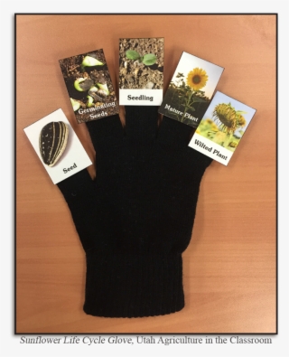 Sunflower Life Cycle Pdf