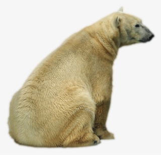 Oso Png - Polar Bear