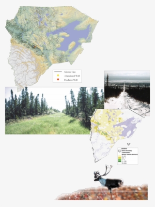 Caribou And Seismic Lines - Tree